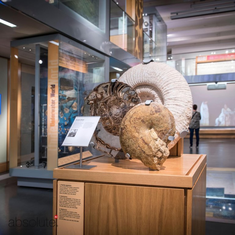 A fossil display in a museum and related information displayed within a Pinnacle Label Holder.