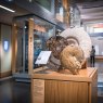 Ammonites display in The Museum of Somerset, with relevant information shown on pinnacle label holder.